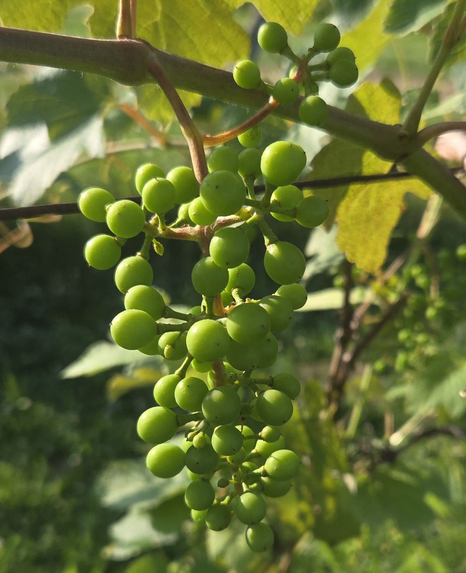 Niagara grapes hanging from a limb.
